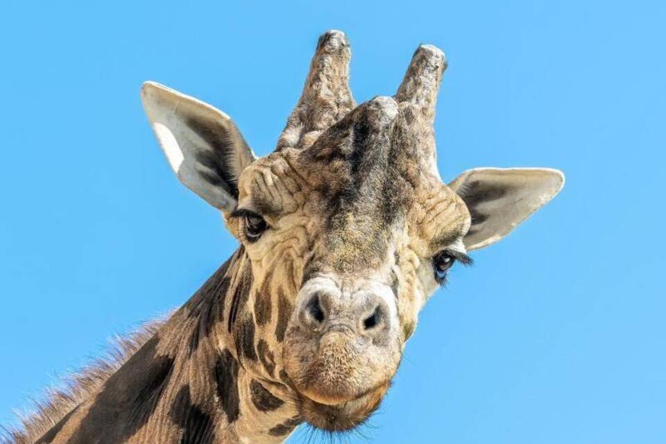 Ältester Giraffenbulle Europas Ältester Giraffenbulle Europas