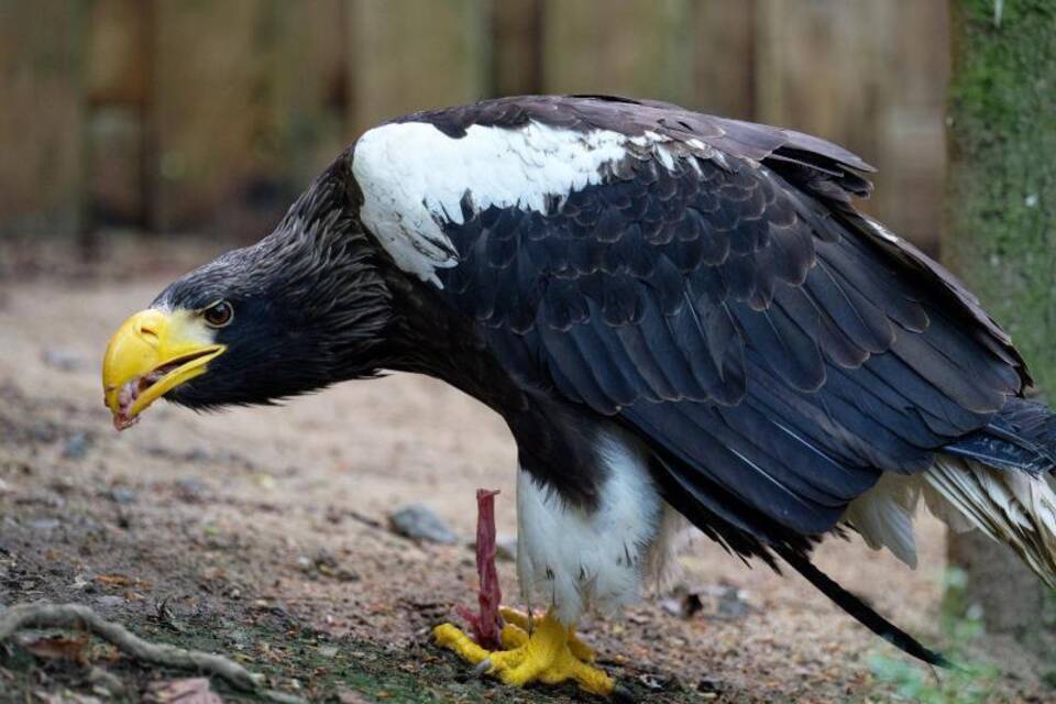 Riesenseeadler Grobi ist zurück