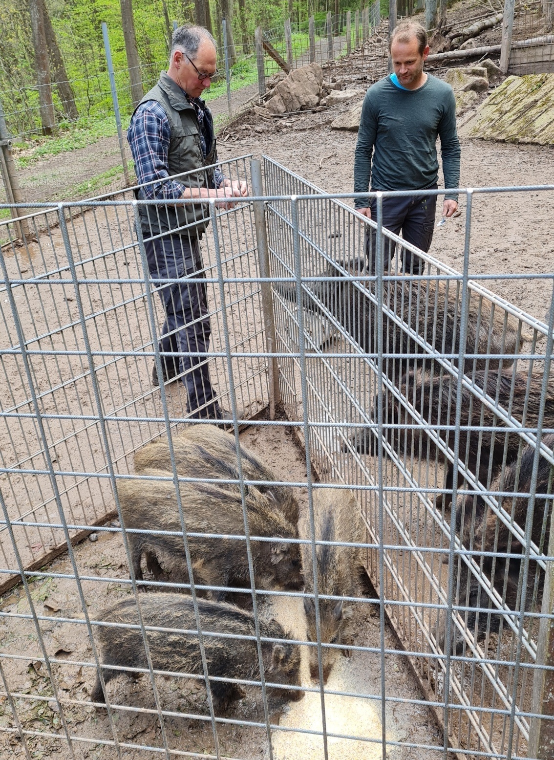 Walldürn: Wellnesswoche für die Wildschweine im Wildpark - Buchen - RNZ