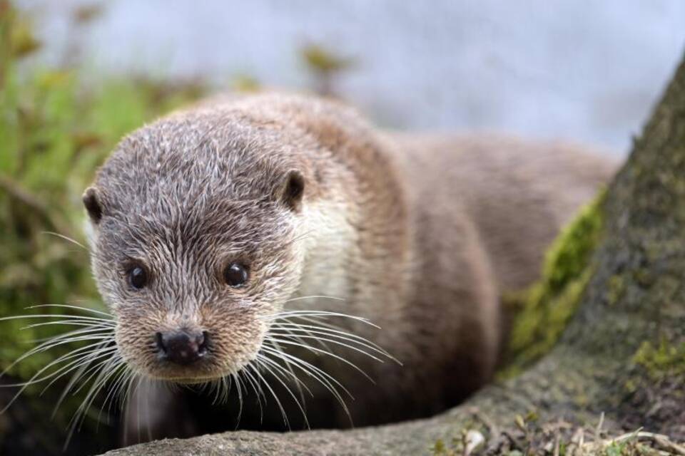 Otter