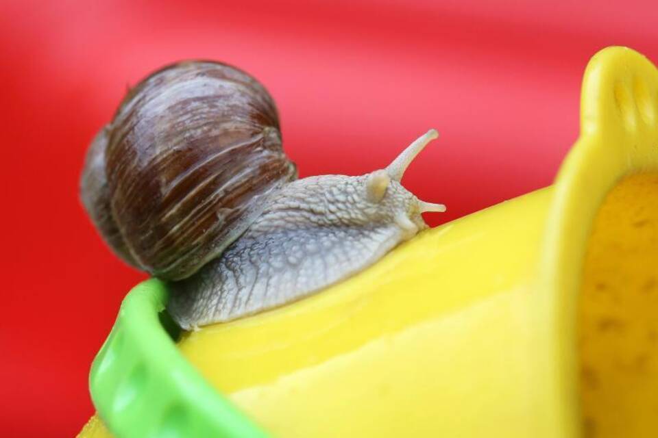 Weinbergschnecke Weinbergschnecke