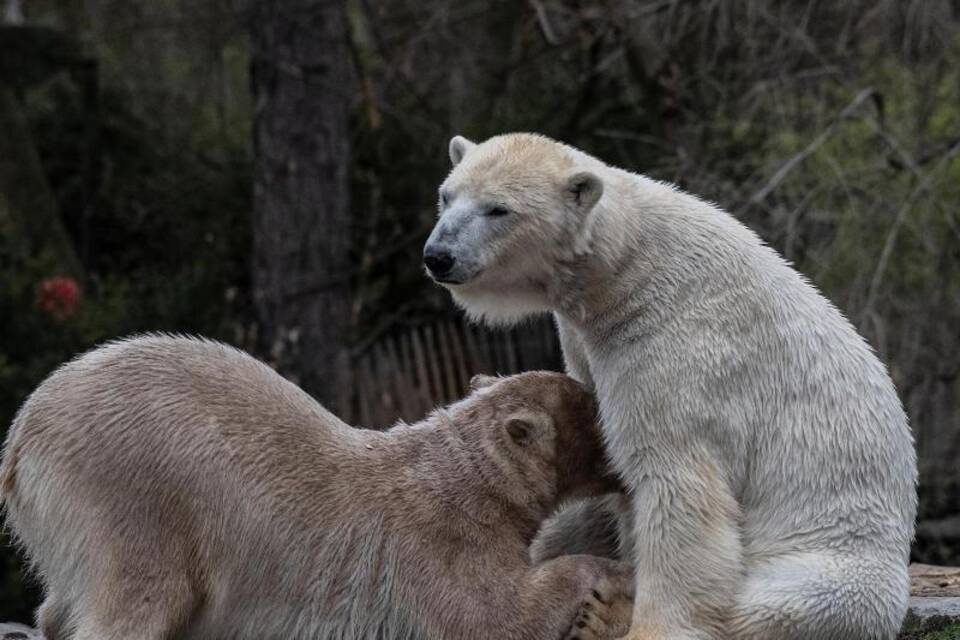 KINA - Wichtige Papiere verwechselt KINA - Wichtige Papiere verwechselt