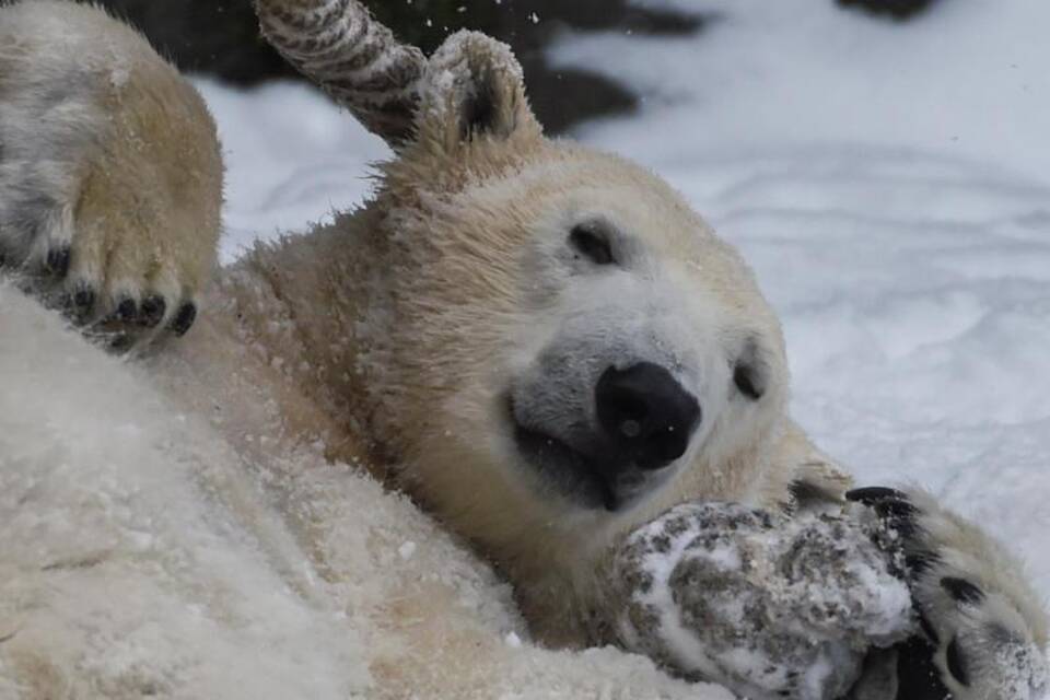 Eisbären im Tierpark Berlin