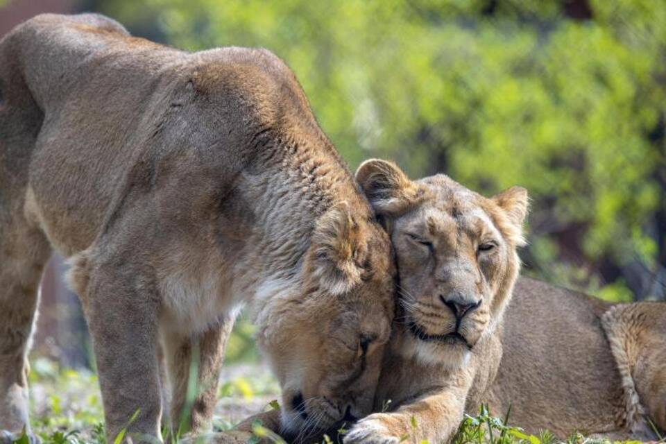 Löwen Löwen