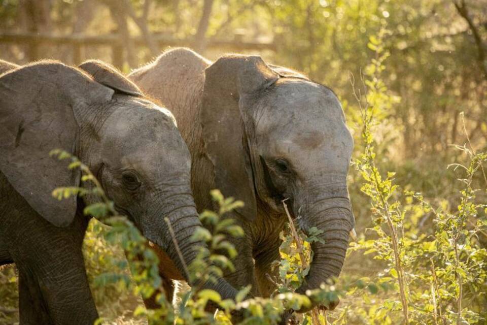 Elefanten-Waisen finden neue Heimat