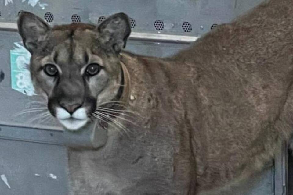 Ein Puma Ein Puma