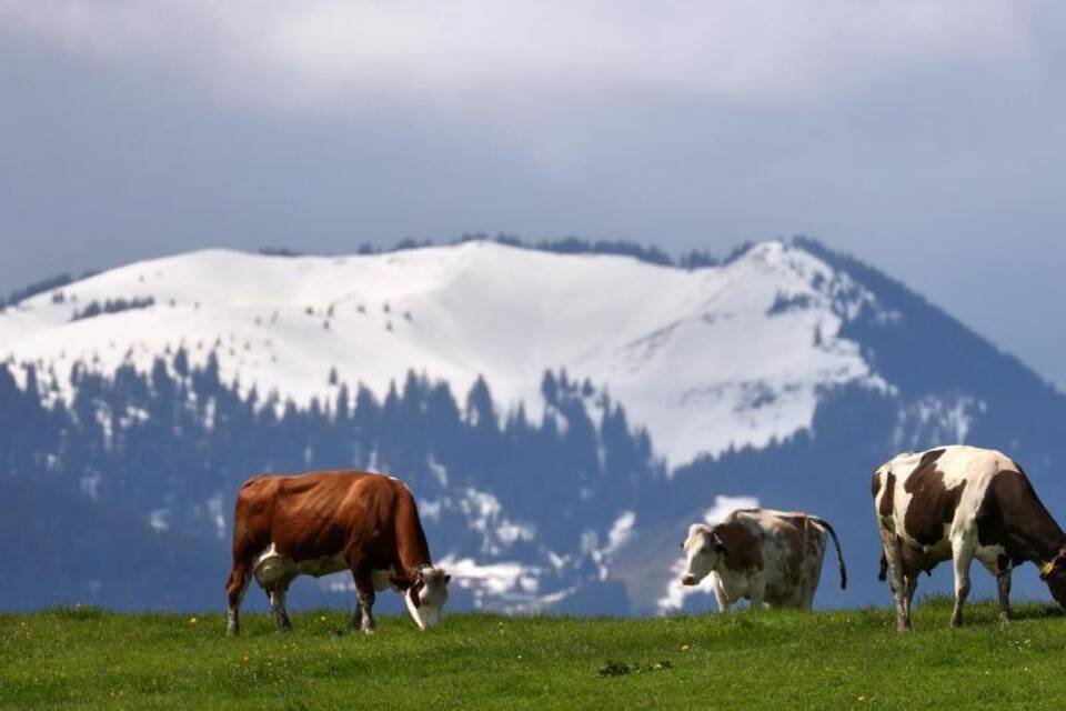 Kühe vor schneebedeckten Bergen