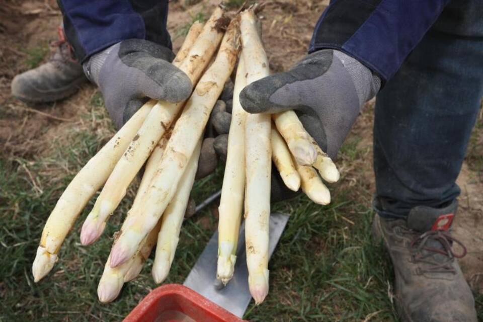Spargelernte Spargelernte