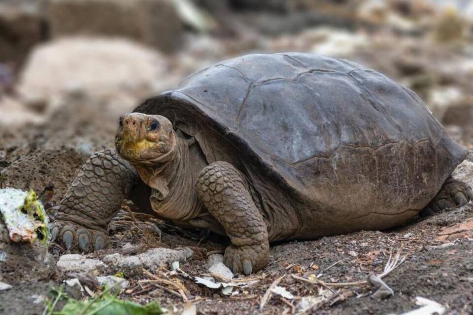 Riesenschildkröte Riesenschildkröte