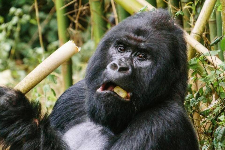 Vulkanausbruch am Nyiragongo - Berggorillas Vulkanausbruch am Nyiragongo - Berggorillas