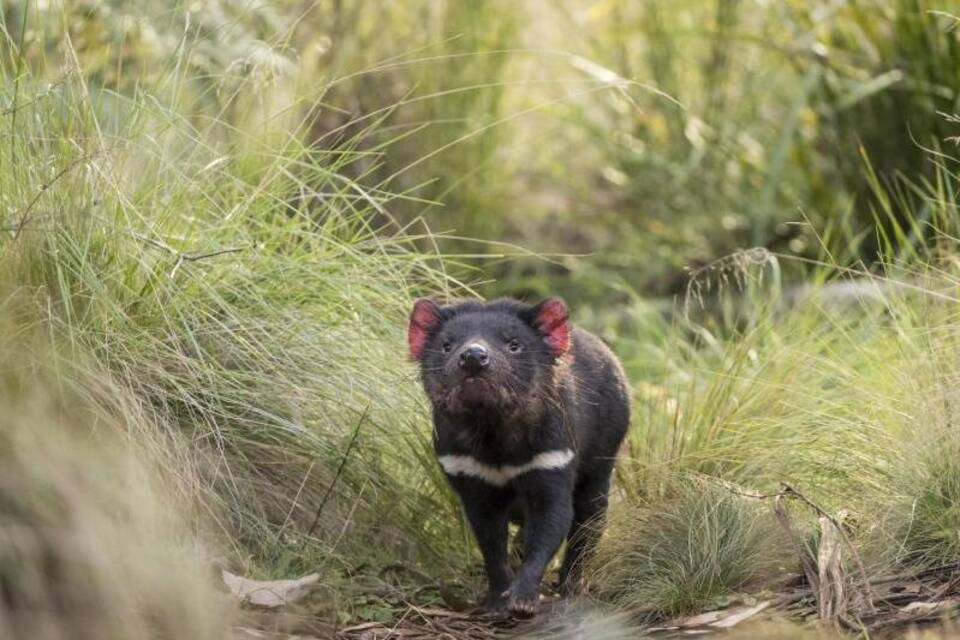Tasmanische Teufel vermehren sich