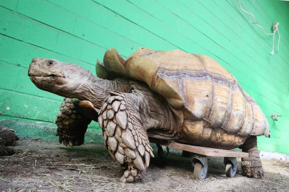 Schildkröte Helmuth trainiert mit Rollbrett