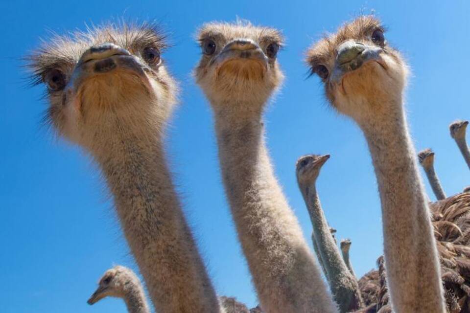 Neugierige Vögel Neugierige Vögel