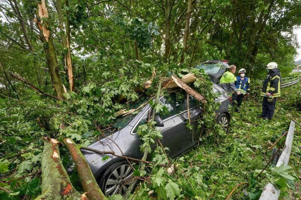 Umgestürzter Baum Umgestürzter Baum