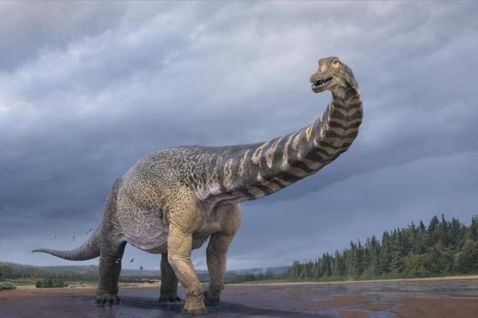 Australotitan cooperensis Australotitan cooperensis