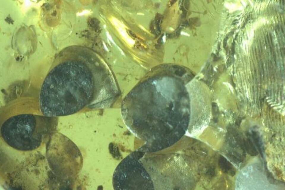 Schnecke mit Babys in Bernstein Schnecke mit Babys in Bernstein