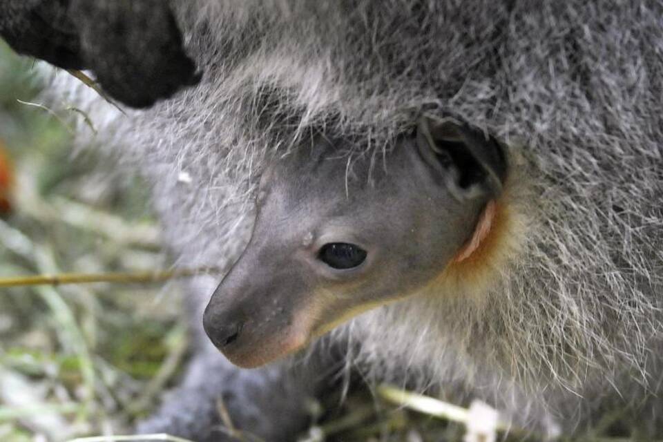 Wallaby Wallaby