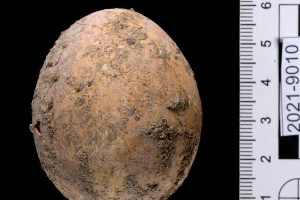 Rund 1000 Jahre altes intaktes Hühnerei in Israel gefunden Rund 1000 Jahre altes intaktes Hühnerei in Israel gefunden