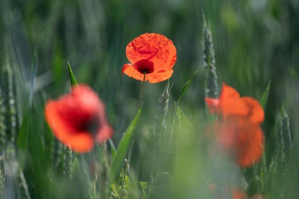 Mohnblüten Mohnblüten