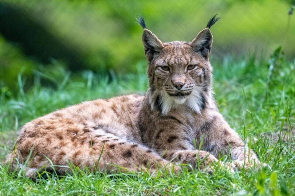 Luchs