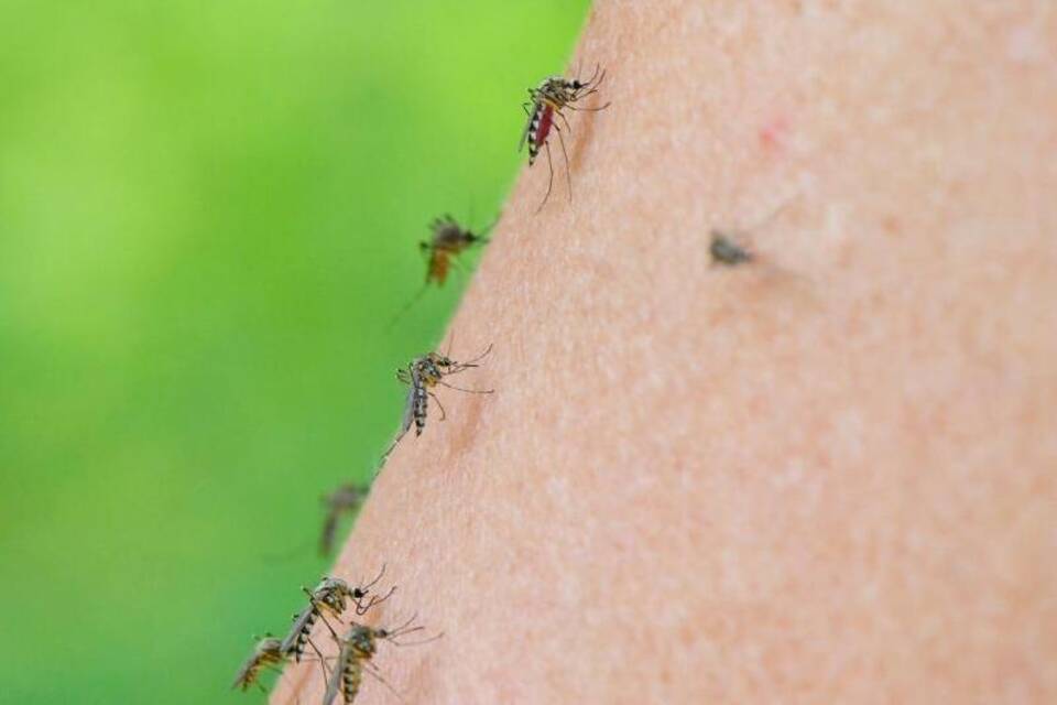 Mücken