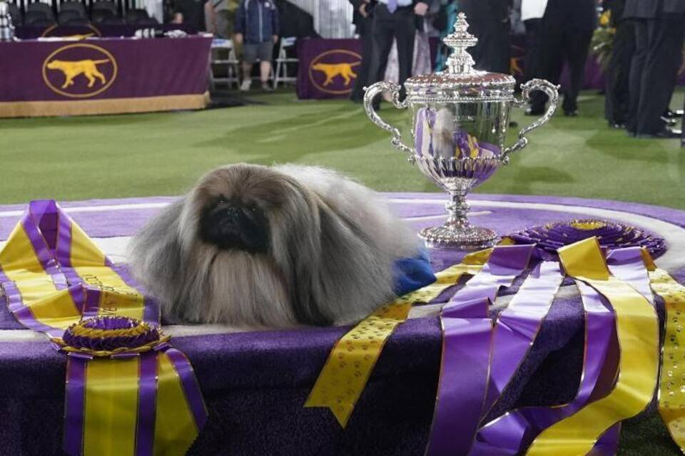 Hundeshow in den USA Hundeshow in den USA
