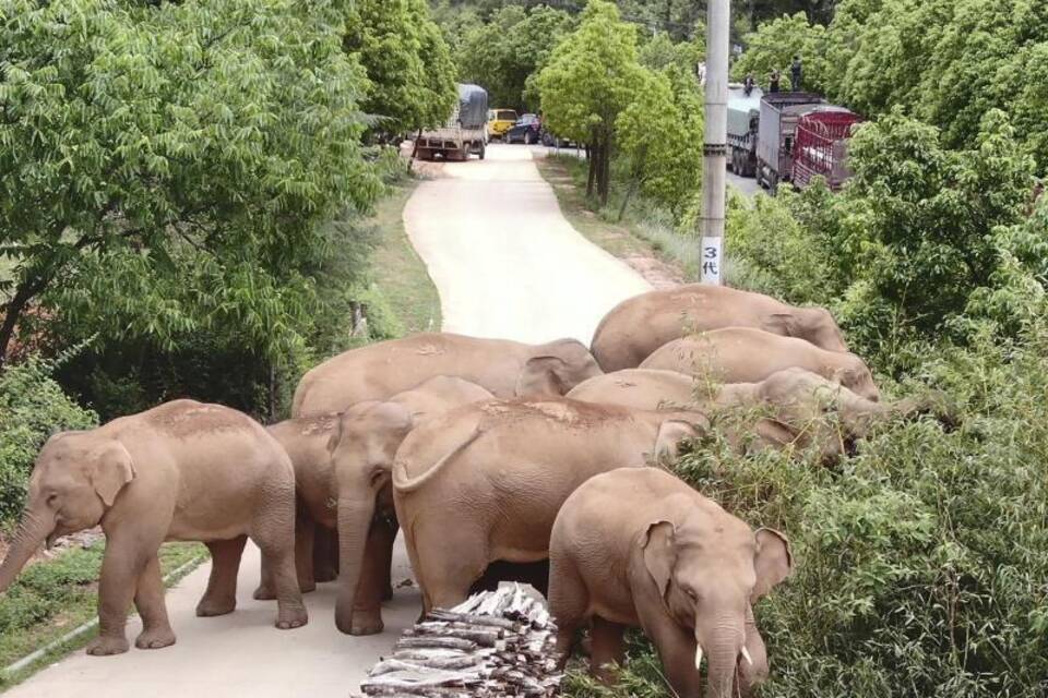 Elefantenwanderung