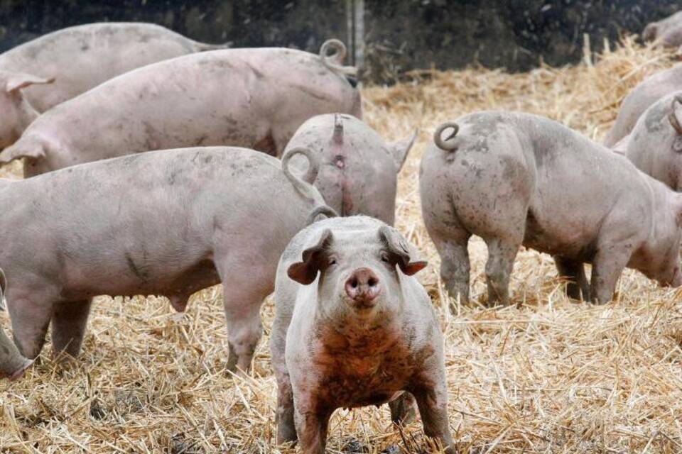 Schweine Schweine