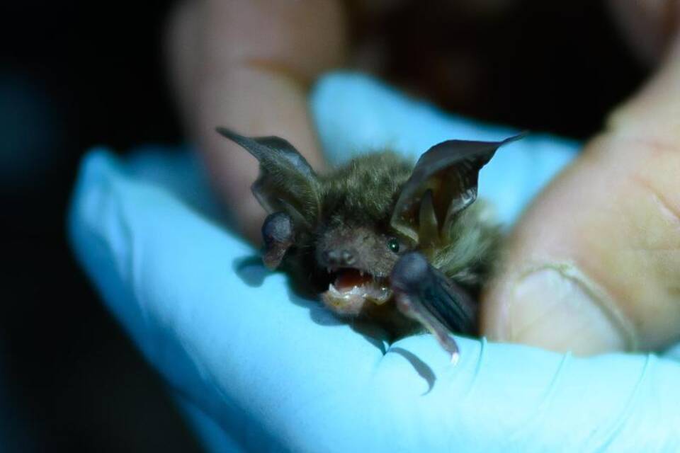 Fledermaus Fledermaus