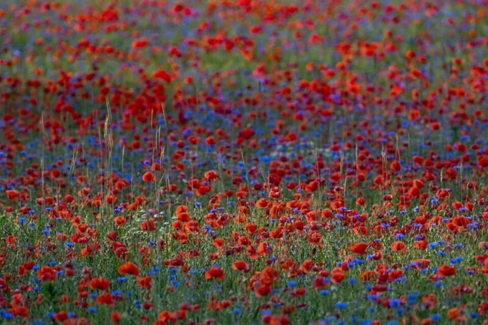 Mohn