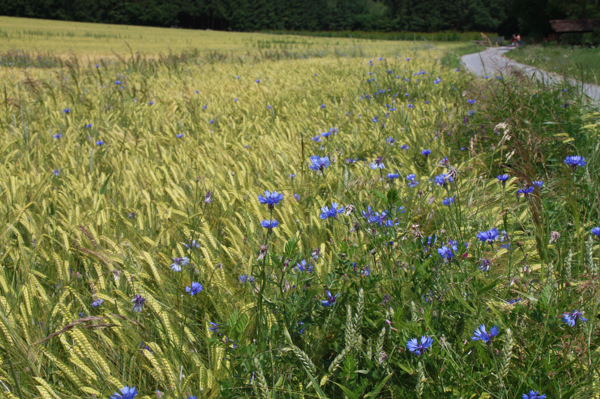 Bekanntschaften odenwald