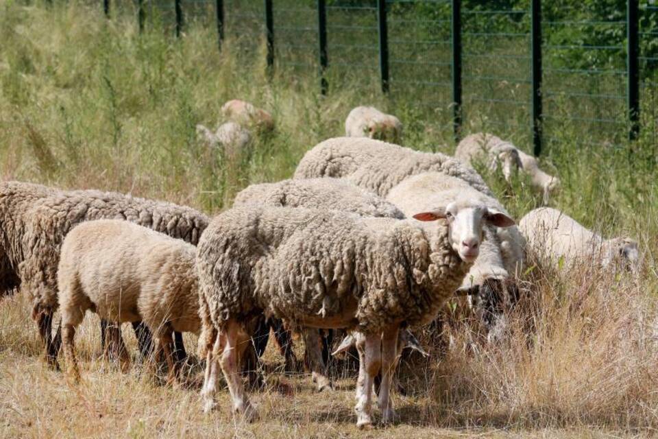 Schafe als Rasenmäher an der A40