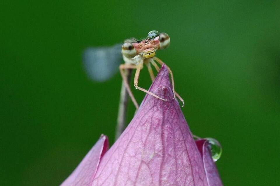 Kleinlibelle Kleinlibelle