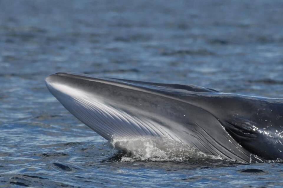 Wale vor Norwegen Wale vor Norwegen