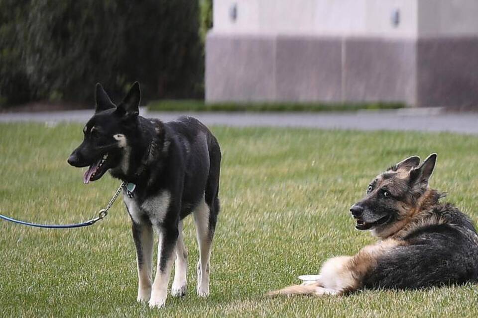 Bidens trauern um Schäferhund «Champ»