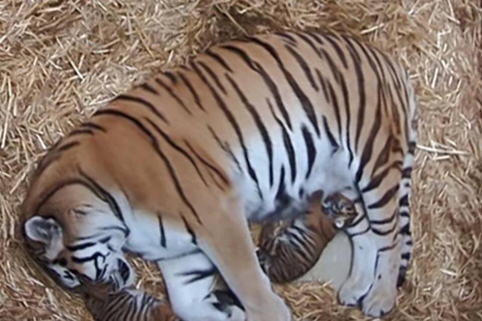 Tiger-Mutter Dasha mit ihren Tigerjungtieren