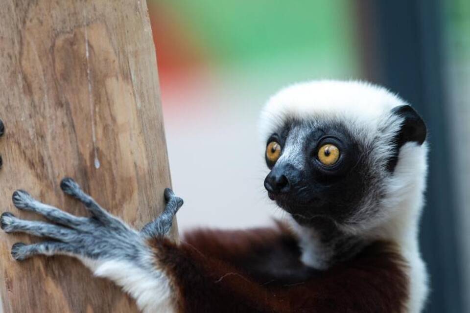 Coquerel-Sifaka Coquerel-Sifaka