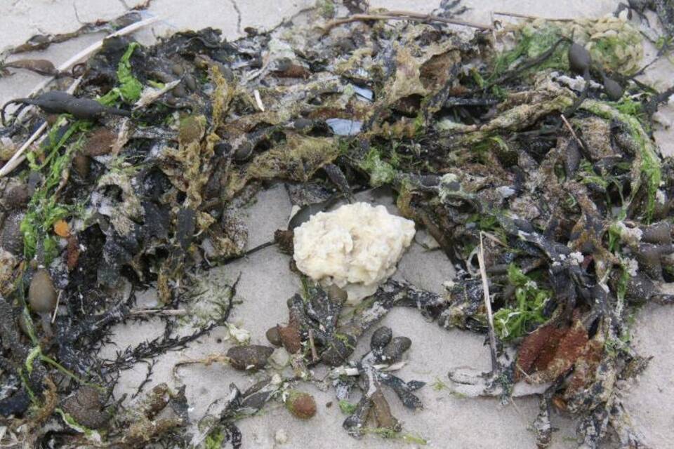 Weiße Klumpen auf Wangerooge angespült