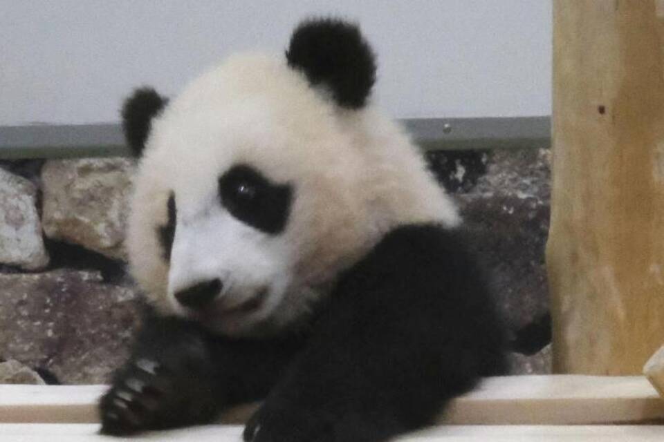 Pandanachwuchs in Japan Pandanachwuchs in Japan