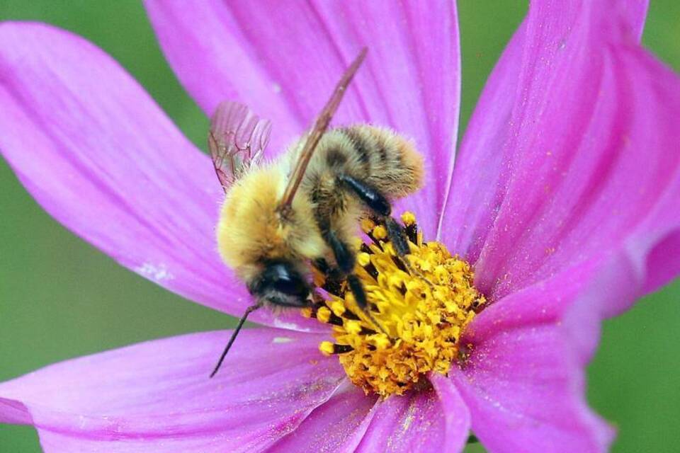 Schulze: Insektenschutz sichert Landwirtschaft von morgen