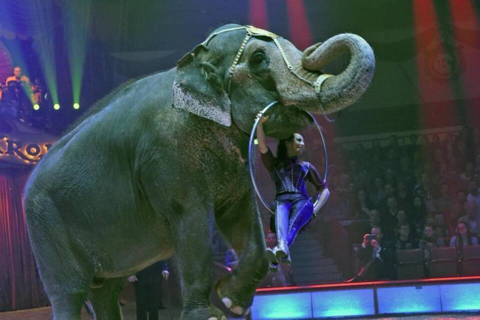 Zirkus Zirkus
