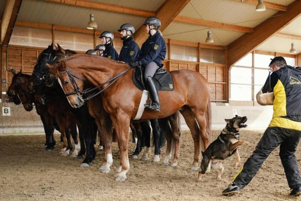 Polizeireiterstaffel Mannheim