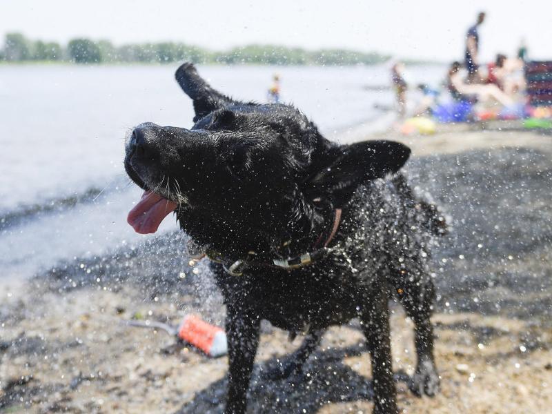 Wetter Rekordhitze In Kanada 47 9 Grad Rhein Neckar Zeitung Regionalnachrichten Rnz