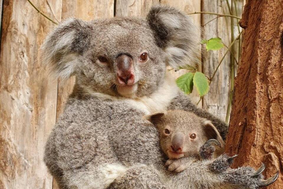 Baby-Koala in Duisburger Zoo Baby-Koala in Duisburger Zoo