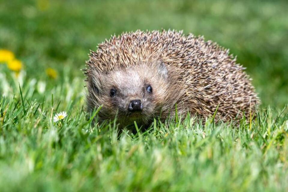 Igel Igel