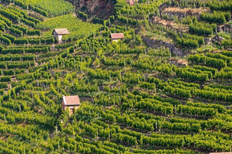 Weinanbau Weinanbau