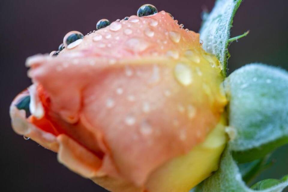 Rosenblüte Rosenblüte