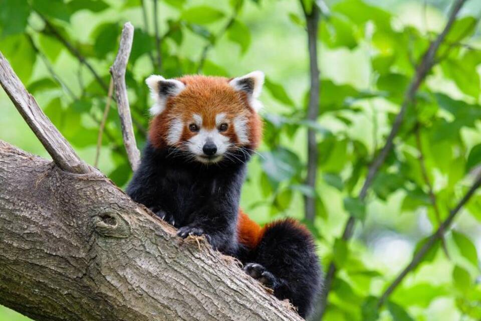 Kleiner Panda Kleiner Panda