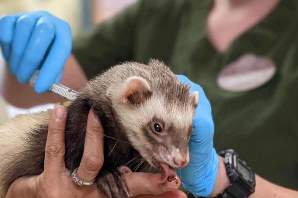 Impfung für Tiere