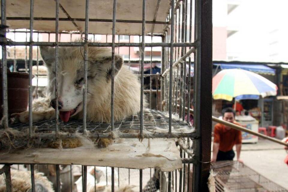 Tiermarkt in China